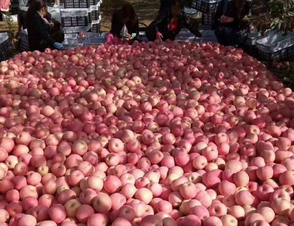 苹果限量版价格
:苹果价格持续下跌，大量囤积果农愁上心头