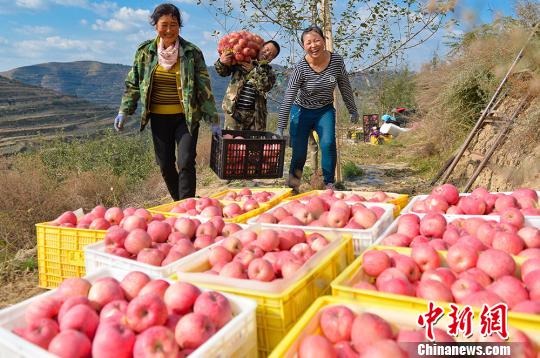 苹果丰收的新闻报道赞美苹果丰收的四句话-第2张图片-太平洋在线下载