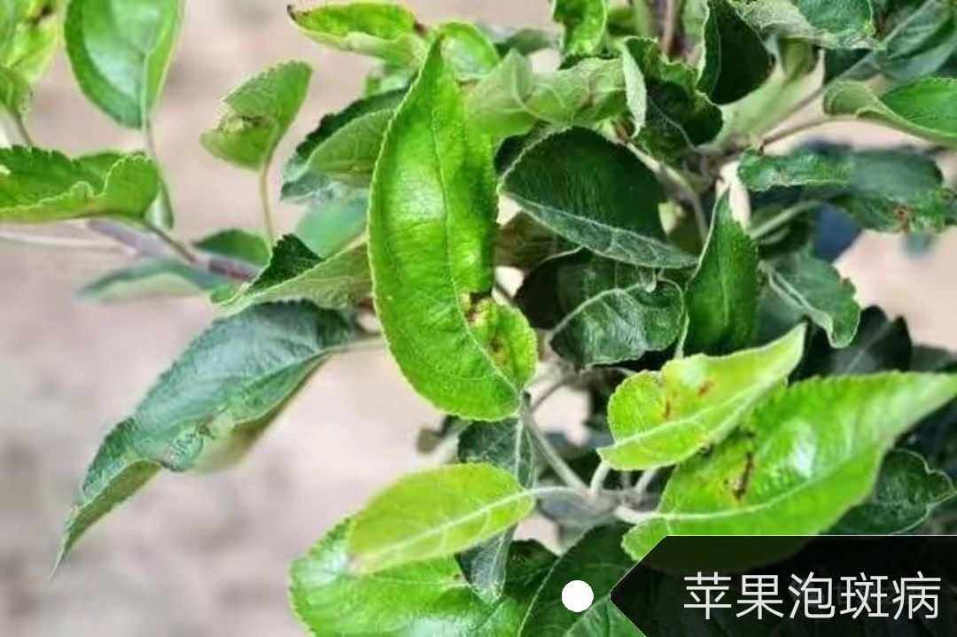 苹果树的防治方法新闻苹果树病害图谱及防治方法-第2张图片-太平洋在线下载