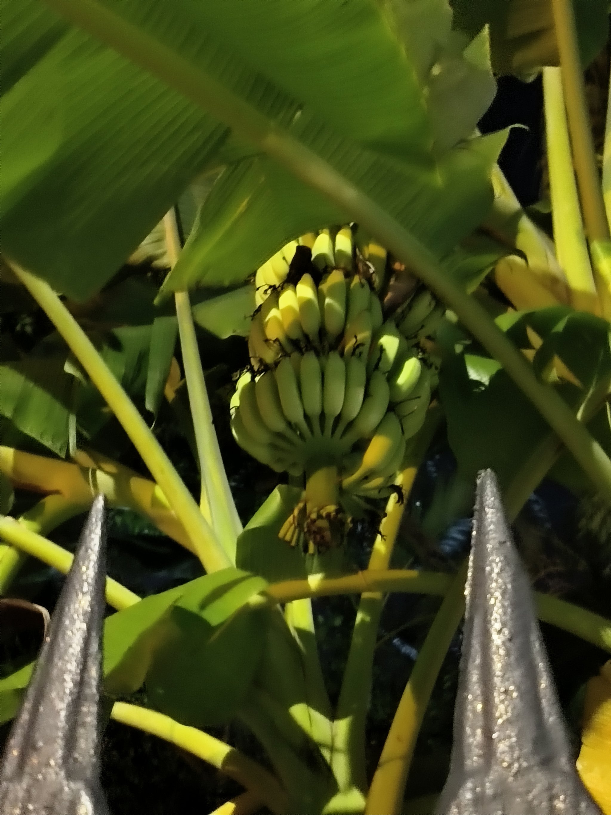 芭蕉手机版国画芭蕉题款