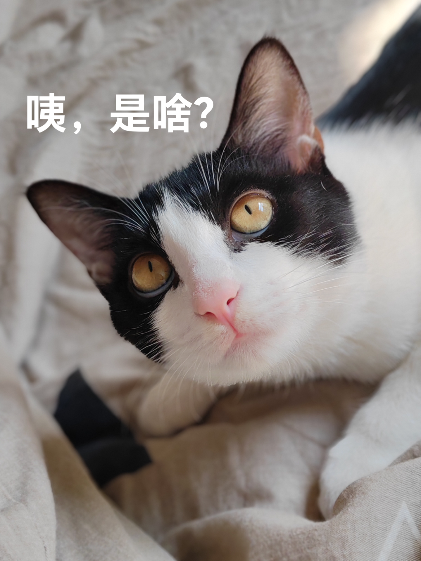 苹果铃声鬼畜版小猫版(苹果铃声鬼畜版小猫版下载)-第3张图片-QuickQ官网 苹果铃声鬼畜版小猫版(苹果铃声鬼畜版小猫版下载)-第3张图片-QuickQ官网