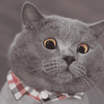 苹果铃声鬼畜版小猫版(苹果铃声鬼畜版小猫版下载)-第5张图片-QuickQ官网 苹果铃声鬼畜版小猫版(苹果铃声鬼畜版小猫版下载)-第5张图片-QuickQ官网