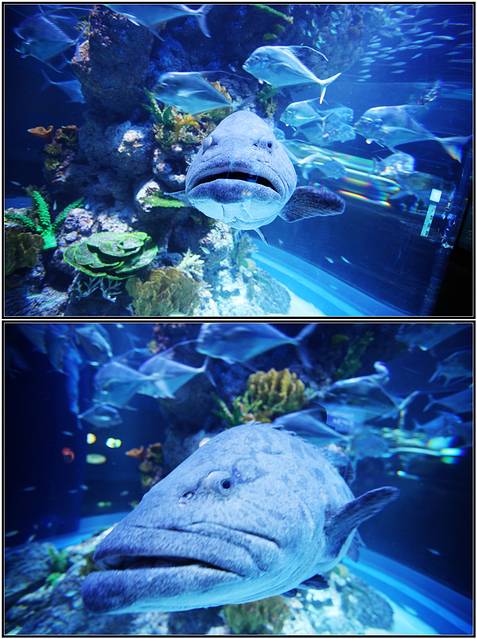 怪怪水族馆安卓手机版(怪怪水族馆手机版无限金币)-第2张图片-QuickQ官网 怪怪水族馆安卓手机版(怪怪水族馆手机版无限金币)-第2张图片-QuickQ官网