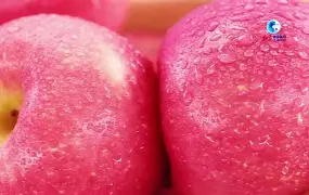 苹果测速版手机(苹果测速版手机能用吗)