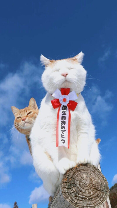 qq主题版苹果手机版(苹果自带主题)