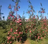 小熊苹果版(小熊苹果壁纸)-第4张图片-QuickQ官网