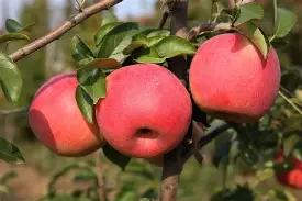 小熊苹果版(小熊苹果壁纸)-第5张图片-QuickQ官网