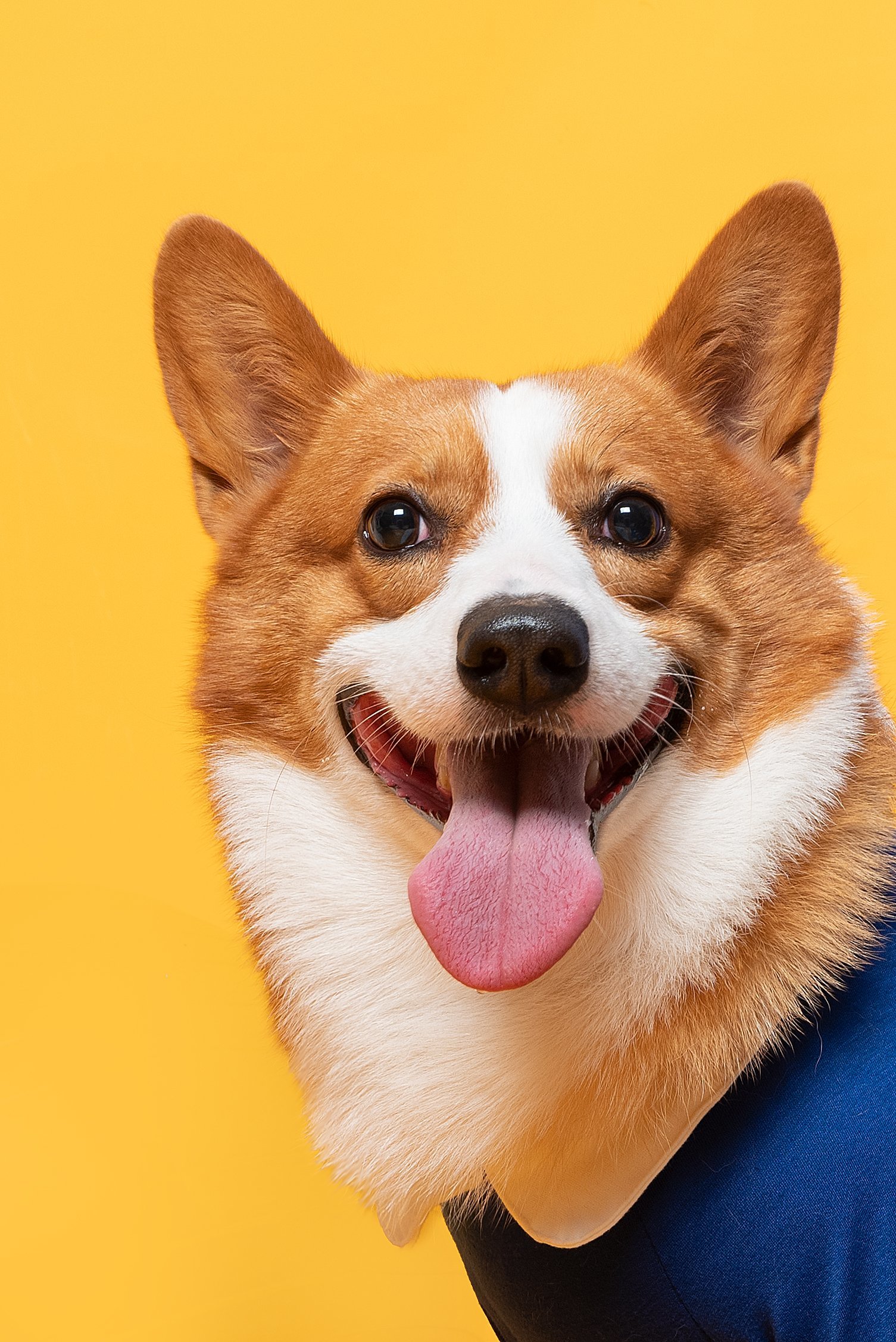 阿里旺旺手机版动物(阿里旺旺手机版2019)-第2张图片-QuickQ官网